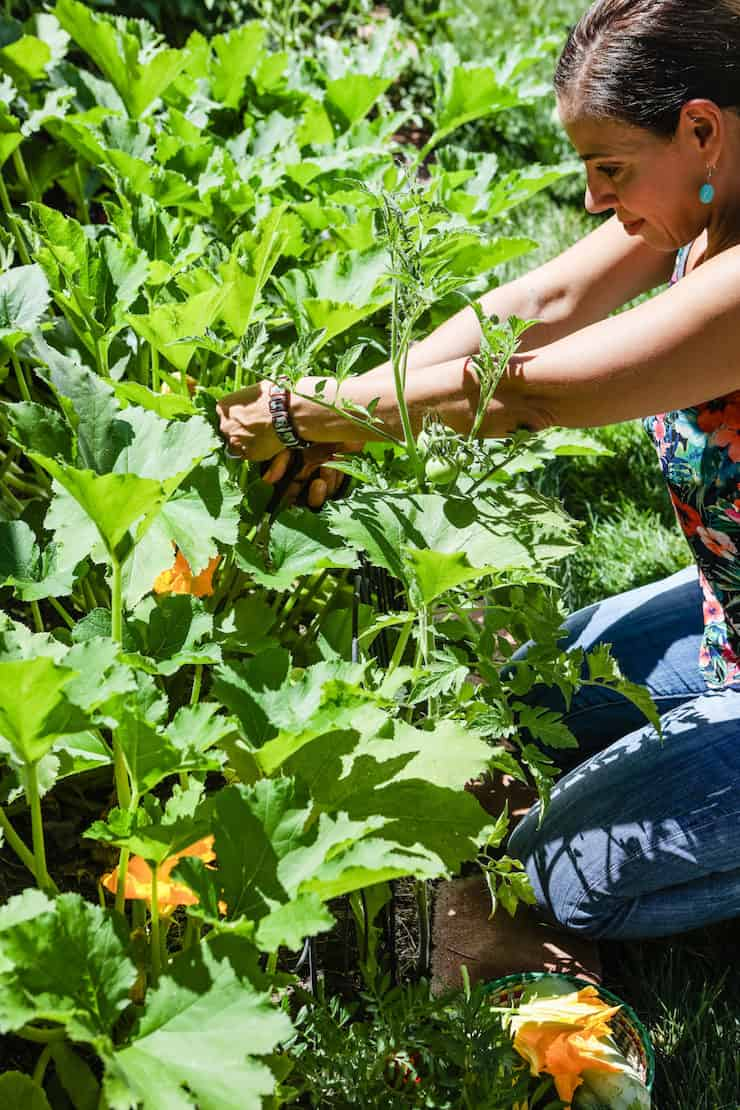 blogueiro da latina cortando uma flor de abóbora da videira